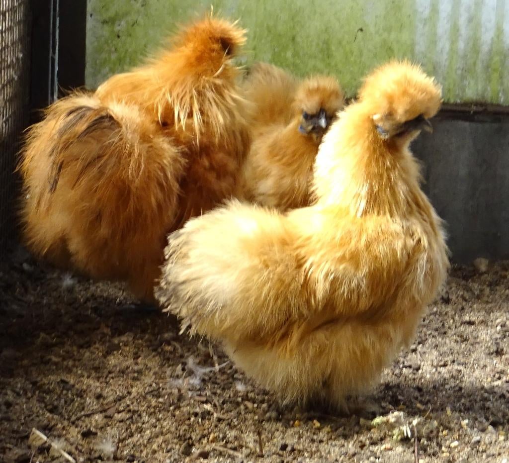 zijdehoen kriel, Dieren en Toebehoren, Pluimvee, Meerdere dieren, Kip