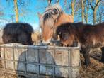 Shetlander merries, Dieren en Toebehoren, Pony's, Merrie, A pony (tot 1.17m), 0 tot 2 jaar