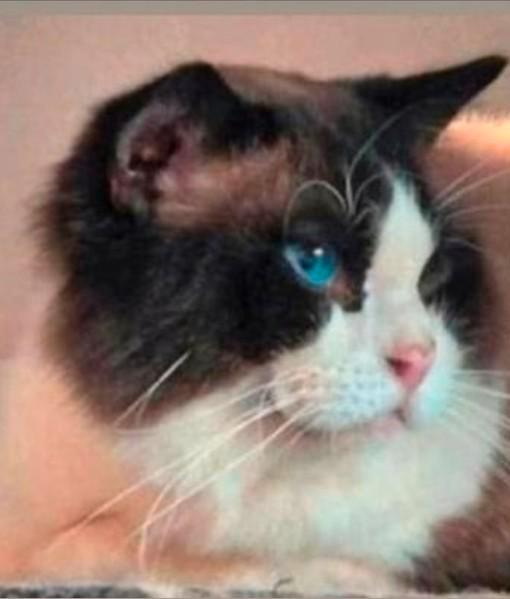 Ragdoll dekkater met stamboom en volledig getest., Dieren en Toebehoren, Katten en Kittens | Raskatten | Langhaar, Poes, Met stamboom