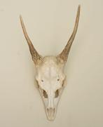 OPRUIMING: DAMHERT SPIES GEWEI, Verzamelen, Dierenverzamelingen, Ophalen of Verzenden, Gebruikt, Hert, Gewei of Kop