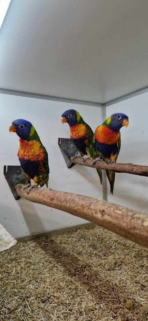 3 mooie jongen loris van de blauwe bergen., Dieren en Toebehoren, Vogels | Parkieten en Papegaaien, Mannelijk, Parkiet, Geringd