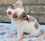 Zeer mooi Chihuahua Merle Reutje, Parvo, Reu, 8 tot 15 weken, Eén hond