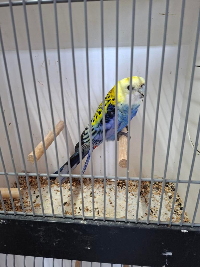 Mooi bleekkop pop, Dieren en Toebehoren, Vrouwelijk, Parkiet