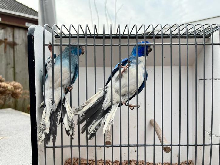 Splendid witborst man en pop, Dieren en Toebehoren, Vogels | Parkieten en Papegaaien, Parkiet, Meerdere dieren, Geringd