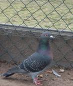 Te ruil kleurpostduif., Vrouwelijk, Postduif