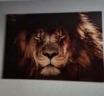 Glazen schilderij leeuw 160x110, Ophalen