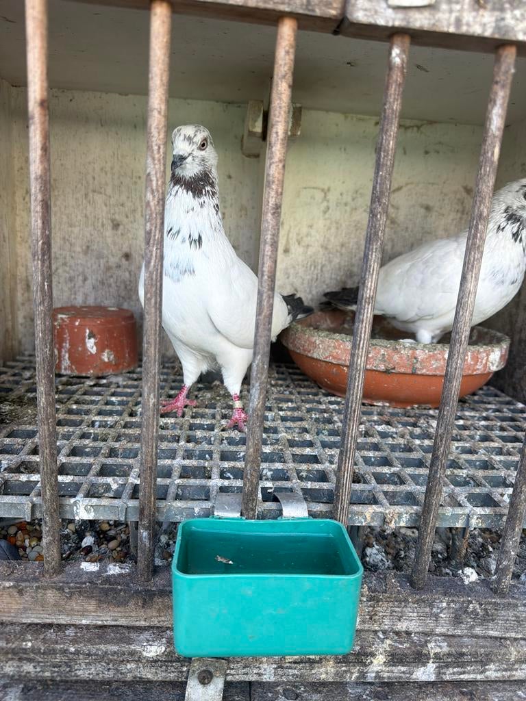 typen, Meerdere dieren, Overige soorten