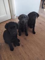 labrador pups ENKEL 2 ZWARTE REUTJES OVER, 8 tot 15 weken, Labrador retriever, Parvo, Meerdere