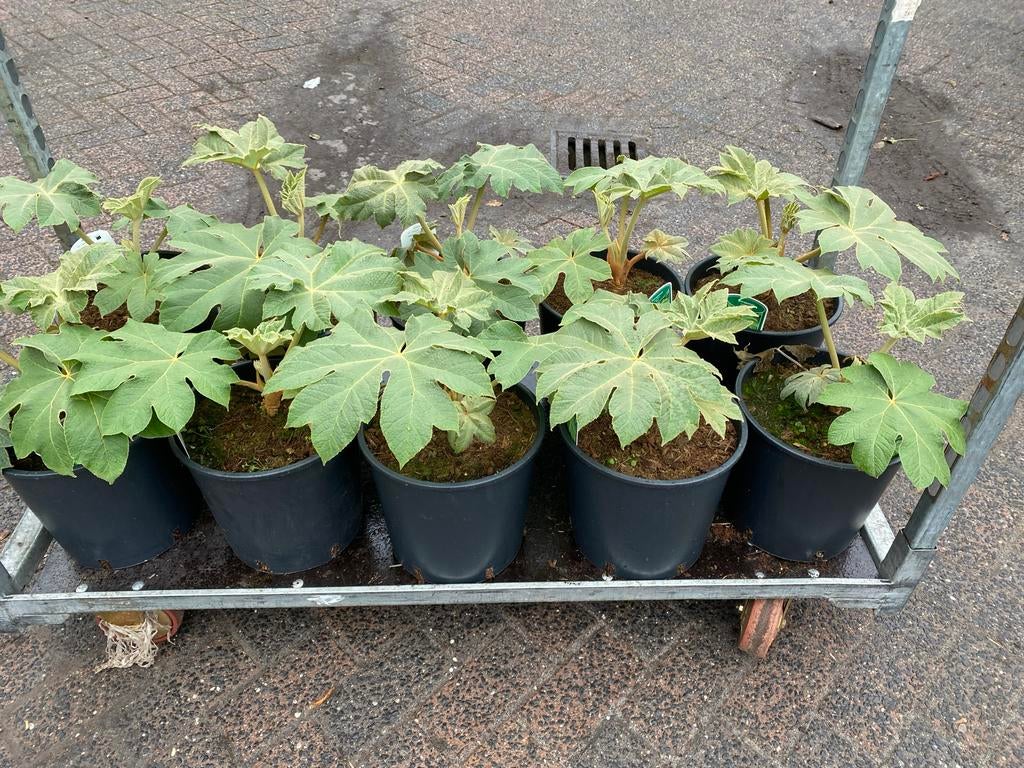 Tetrapanax Rex, Reistpapierplant - Exotische Blikvanger, Tuin en Terras, Planten | Tuinplanten, Vaste plant, Bloeit niet, Halfschaduw