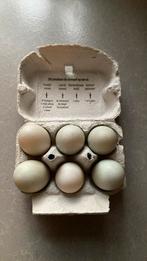 Broedeieren van zuivere witte Indische loopeenden te koop, Ophalen of Verzenden, Nieuw, Overige typen