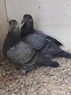 7 jonge postduiven geringt., Meerdere dieren, Postduif