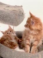 Russische Maine Coon kittens met stamboom, Dieren en Toebehoren, Meerdere dieren, Met stamboom, 0 tot 2 jaar