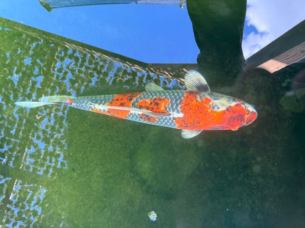 Goshiki, japanse koi, Dieren en Toebehoren, Vissen | Vijvervissen, Karper of Koi