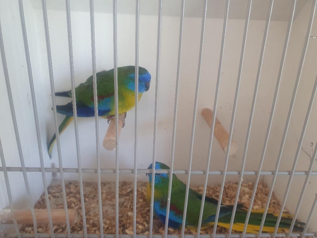 turquoisines, Dieren en Toebehoren, Vogels | Parkieten en Papegaaien, Meerdere dieren, Parkiet, Geringd