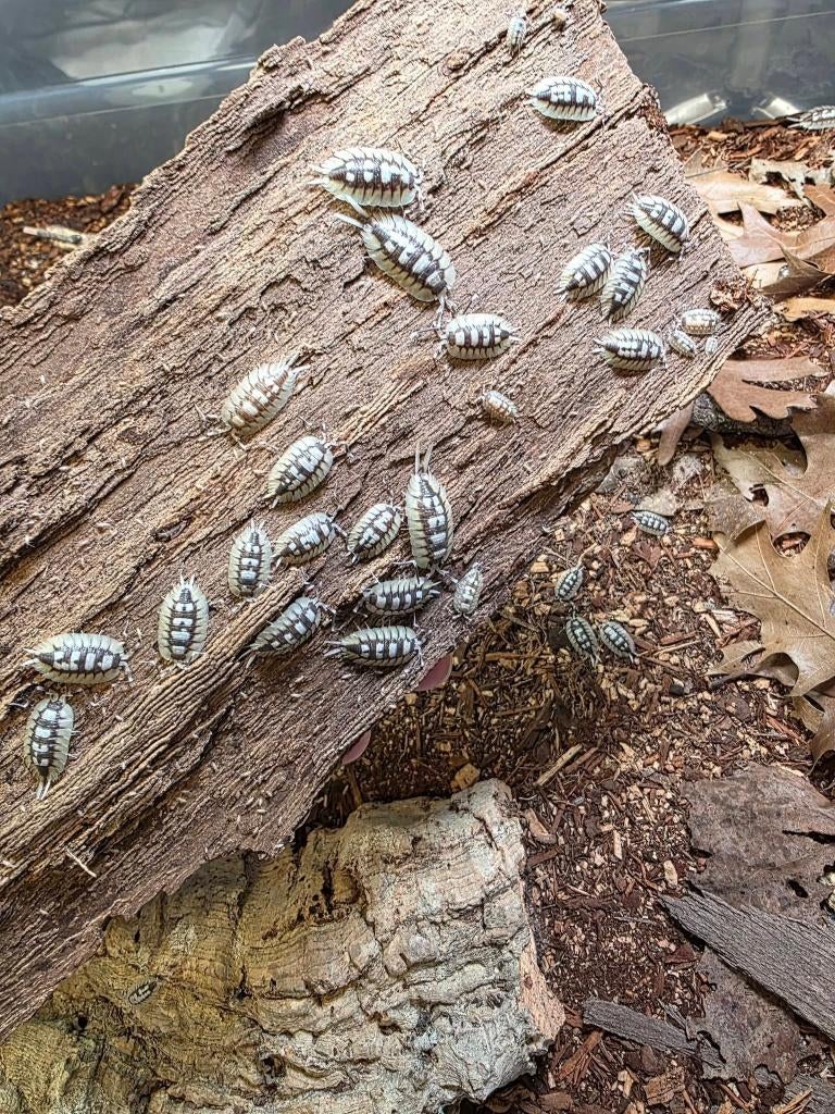 10x Porcellio expansus, Dieren en Toebehoren, Insecten en Spinnen, Overige soorten