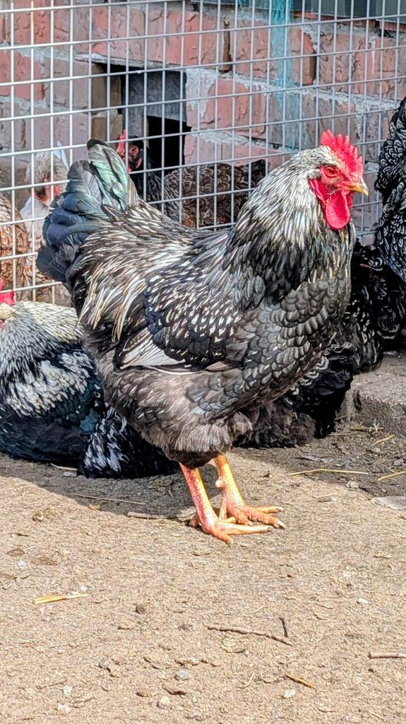 Mooie zilver dubbelgezoomde barnevelder haan groot, Dieren en Toebehoren, Pluimvee, Mannelijk, Kip