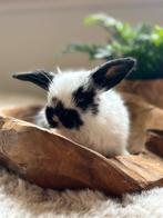 Hangoor konijntjes, Dieren en Toebehoren, Konijnen, Meerdere dieren, Middelgroot, Hangoor