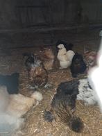 U S A   zijdehoen kriel, Dieren en Toebehoren, Pluimvee, Vrouwelijk, Kip