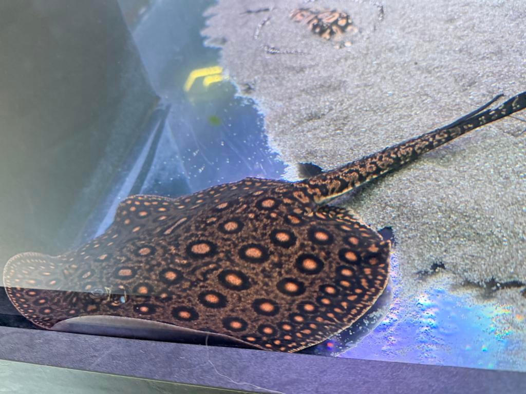 Potamotrygon mini marble vrouw motoro, Vis