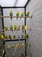 Engelse Parkieten 2025, Dieren en Toebehoren, Vogels | Parkieten en Papegaaien, Meerdere dieren