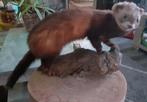 Taxidermie,Taxidermy Opgezette "bunzing", Ophalen of Verzenden, Zo goed als nieuw, Wild dier, Opgezet dier