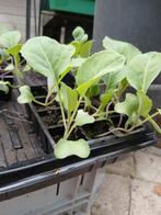 Spitskool, Ophalen, Eenjarig, Groenteplanten, Volle zon