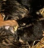 Kittens, Meerdere dieren