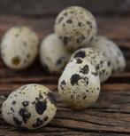 Broedeieren van Japanse kwartels, Dieren en Toebehoren, Pluimvee, Geslacht onbekend, Overige soorten