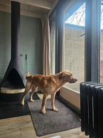 Labrador Fritz (bijna 2 jaar ) zoekt een ander huisje, Dieren en Toebehoren, Reu, 1 tot 2 jaar, Groot, Eén hond
