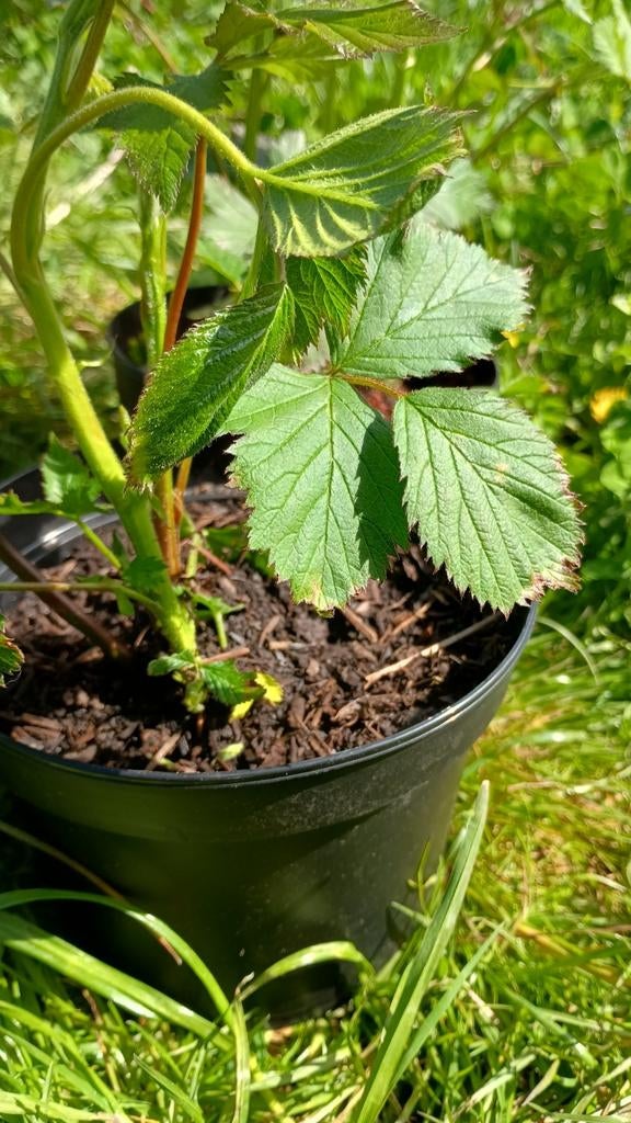 Doornloze braam stekken, Tuin en Terras, Planten | Tuinplanten, Vaste plant, Fruitplanten, Volle zon, Zomer, Ophalen
