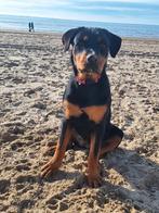 Te koop, Dieren en Toebehoren, 15 weken tot 1 jaar, Teef, Eén hond, Herder