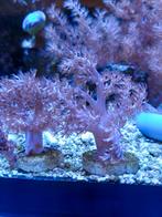 Keniaboom - Capnella Kenia tree, Overige typen