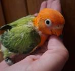 Agapornis Fischeri Dwergpapegaai, Dieren en Toebehoren, Vogels | Parkieten en Papegaaien, Geslacht onbekend, Dwergpapegaai of Agapornis