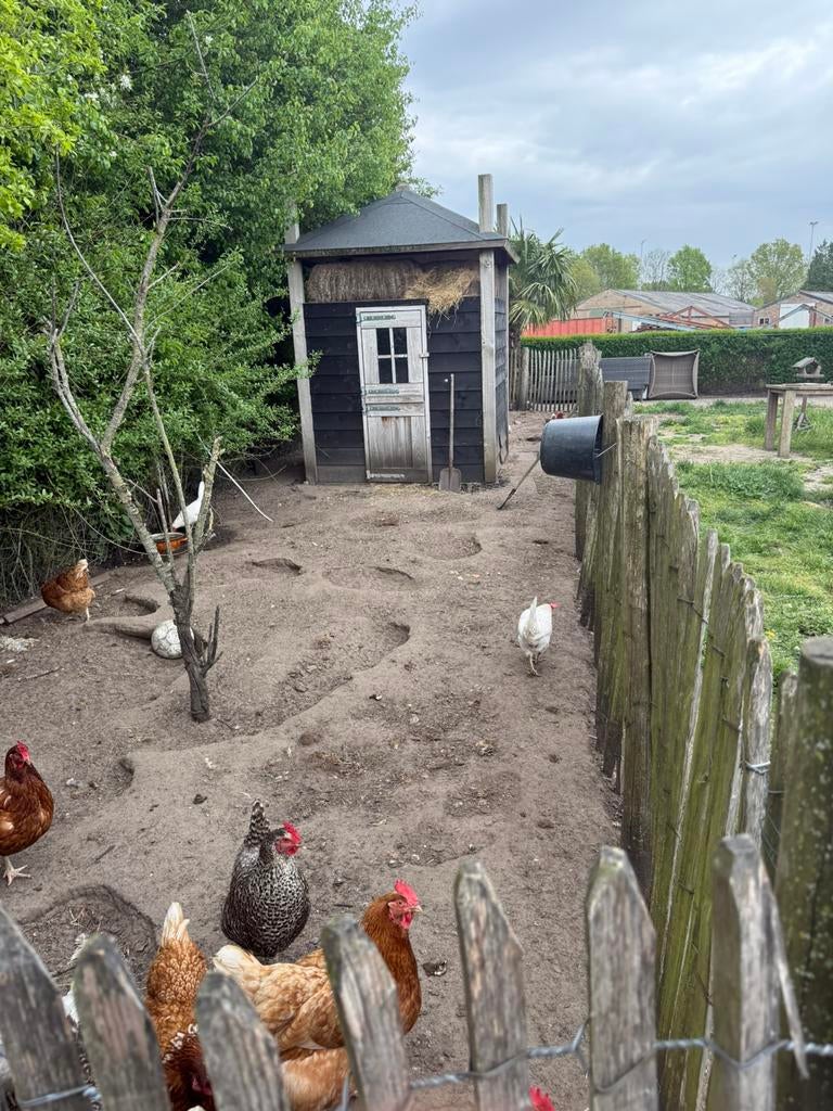 Kippenhok Hooiberg, Dieren en Toebehoren, Pluimvee, Vrouwelijk, Kip