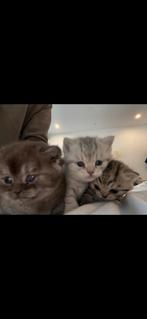 Britse korthaar kittens, Dieren en Toebehoren, Katten en Kittens | Raskatten | Korthaar, Meerdere dieren