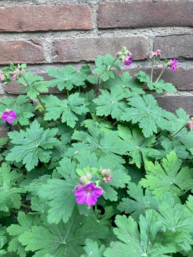 Plantjes - Geranium (Rotsooievaarsbek), Ophalen, Bodembedekkers, Halfschaduw