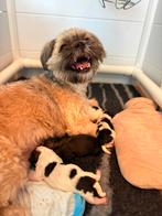 Shih tzu puppy’s, Overige rassen, 8 tot 15 weken, Parvo, Meerdere