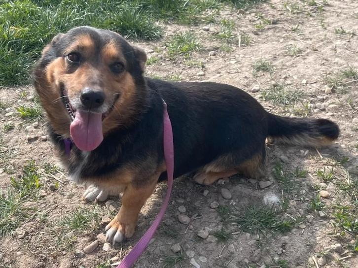 Chico vrolijke, grappige knuffelkont zoekt een thuis, Dieren en Toebehoren, Honden | Niet-rashonden, Middel, Reu, Particulier