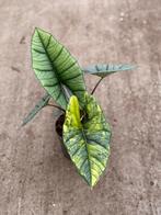 Alocasia Platinum Variegata, Huis en Inrichting, Kamerplanten, Ophalen of Verzenden, Halfschaduw, Minder dan 100 cm
