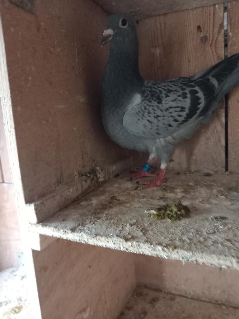 postduiven, Meerdere dieren, Postduif