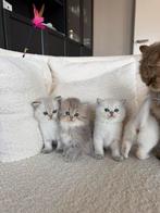 Britse korthaar en langhaar kittens! White golden point/grey, Meerdere dieren, Ontwormd