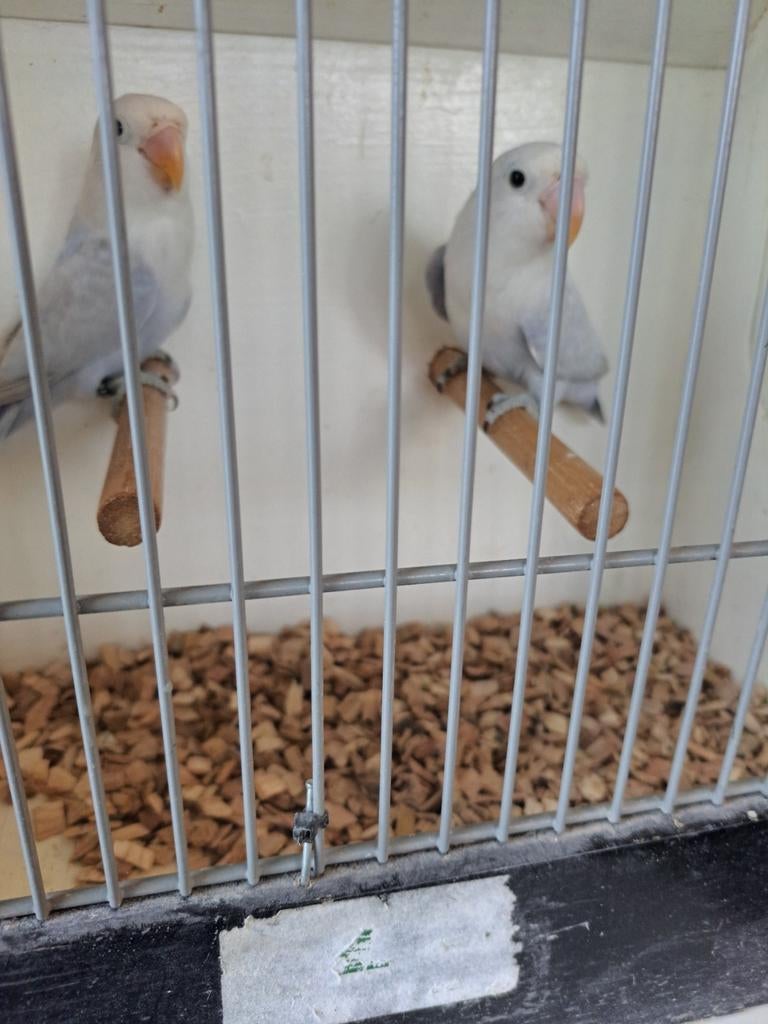 Agapornis Ficheri  Blauw Dilute, Mannelijk, Dwergpapegaai of Agapornis