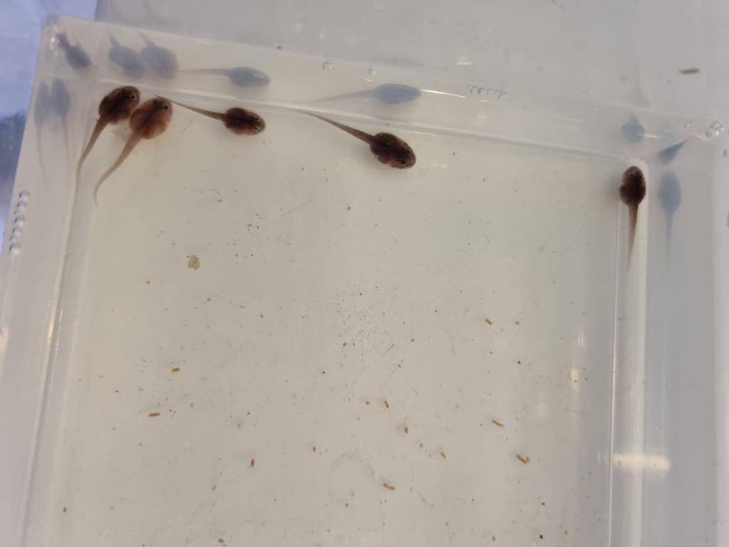 Phyllobates Bicolor larven, Dieren en Toebehoren, Amfibie, 0 tot 2 jaar