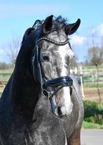 Vriendelijke 4 jarige merrie, Dieren en Toebehoren, Paarden, Merrie, 160 tot 165 cm, Dressuurpaard, 3 tot 6 jaar
