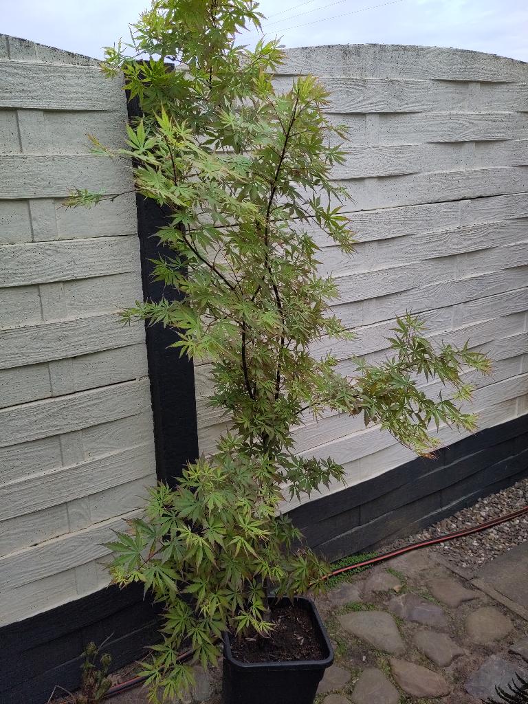japanse esdoorn, Tuin en Terras, Planten | Bomen, Bloeit niet, Halfschaduw, Overige soorten, 250 tot 400 cm