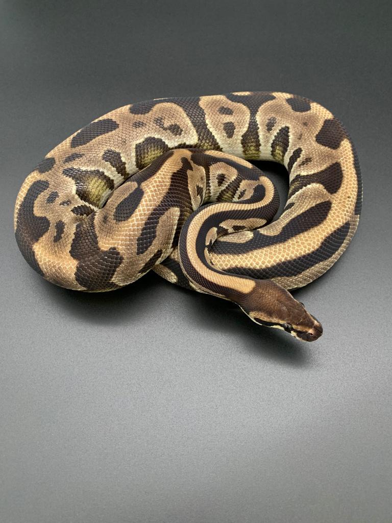0.1 Leopard 66% het DG python regius, Slang, Tam, 0 tot 2 jaar