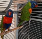 Lori van de Blauwe Bergen koppel, Dieren en Toebehoren, Papegaai, Geringd