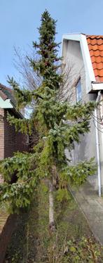 Dennenboom, Ophalen, Winter, Halfschaduw, Overige soorten