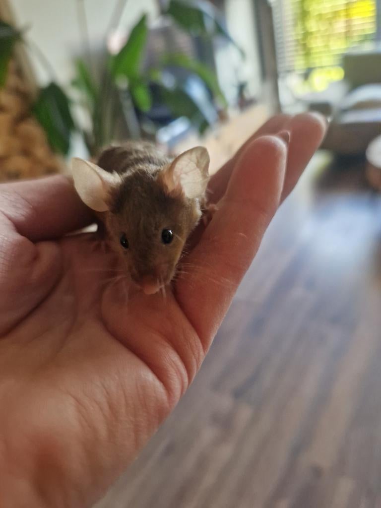 Kleurmuis MAN muis rex krul satijn vacht texel mat tan effen, Dieren en Toebehoren, Februari, Muis, Mannelijk, Tam
