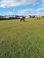 Weide gang aangeboden, Weidegang, 2 of 3 paarden of pony's